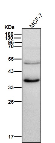 Aquaporin 1 Ab