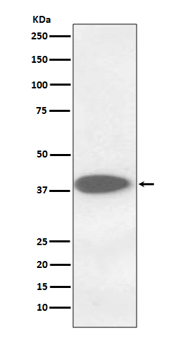 Cathepsin B Ab