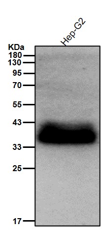 Cathepsin B Ab