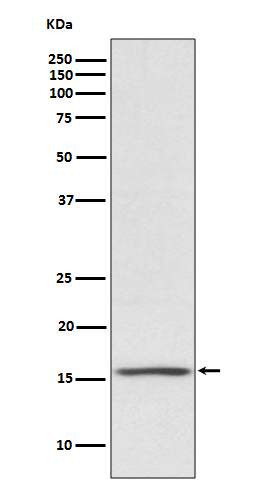 PMAIP1 Ab