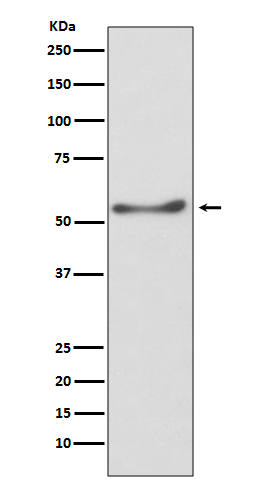 ATP5A Ab