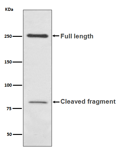 NCAM L1 Ab