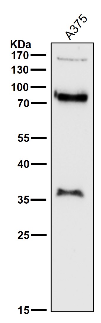 NCAM L1 Ab