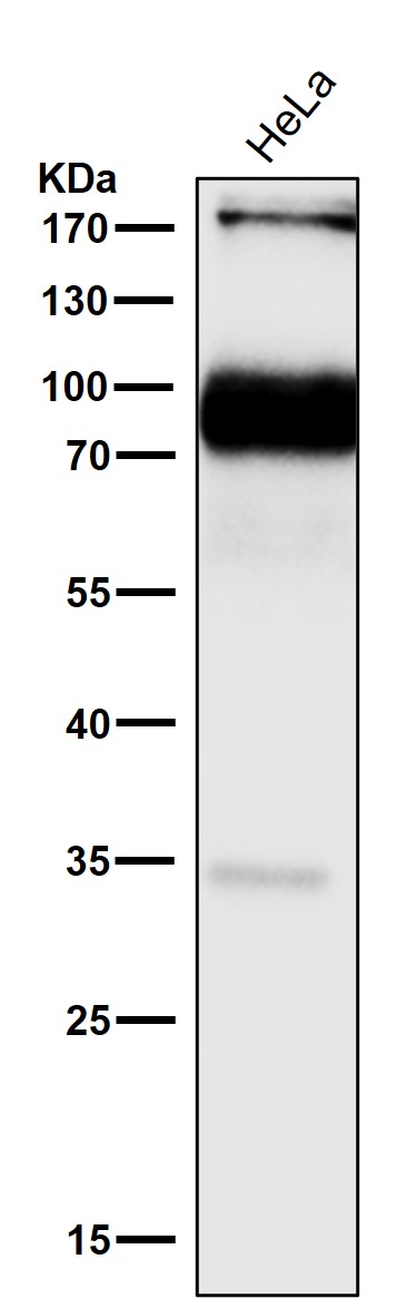 NCAM L1 Ab