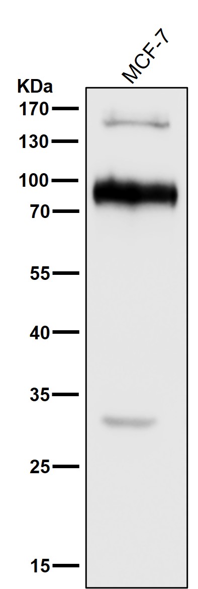 NCAM L1 Ab