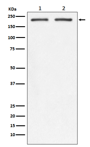 Integrin beta 4 Ab