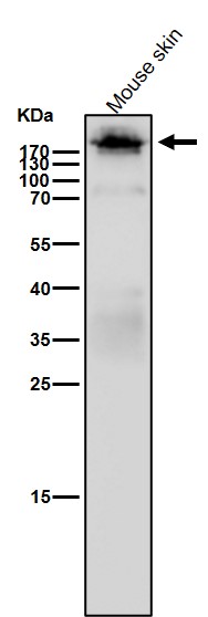 Integrin beta 4 Ab