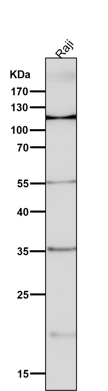 NFATc2 Ab