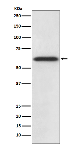 Catalase Ab