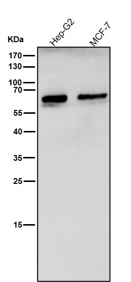 Catalase Ab