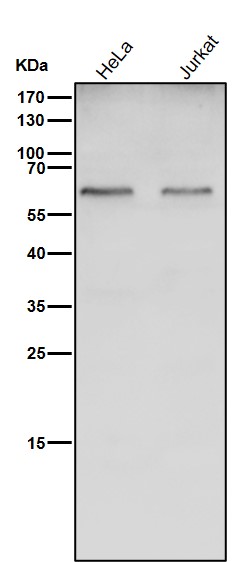 Catalase Ab