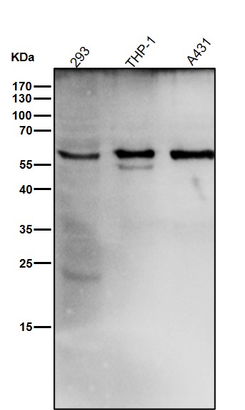 Catalase Ab