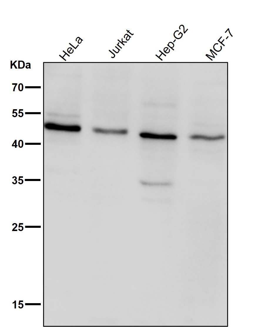 Vitamin D3 receptor Ab