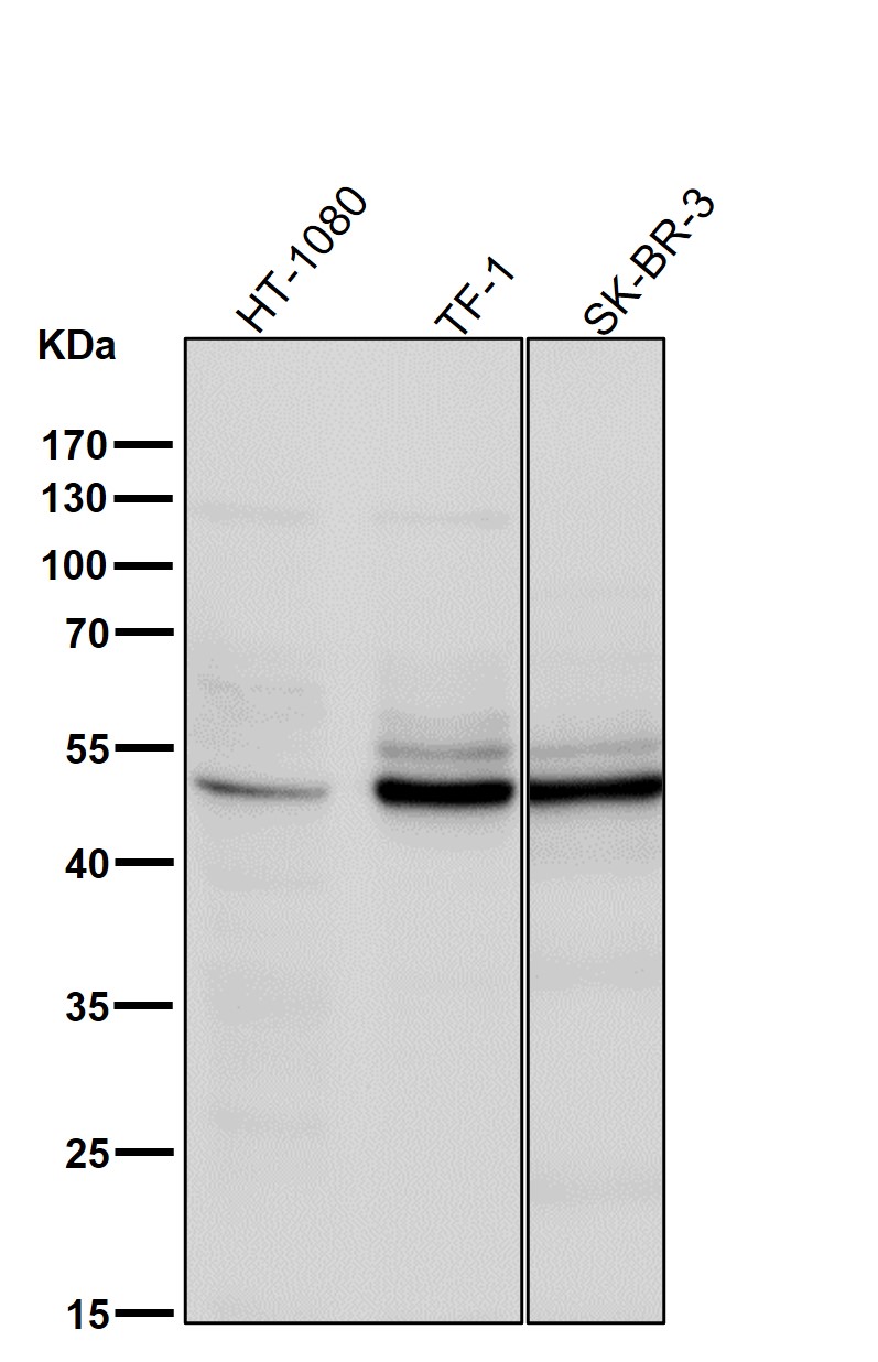 Vitamin D3 receptor Ab