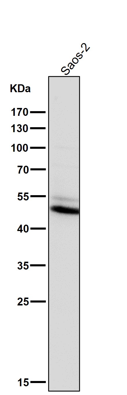 Vitamin D3 receptor Ab