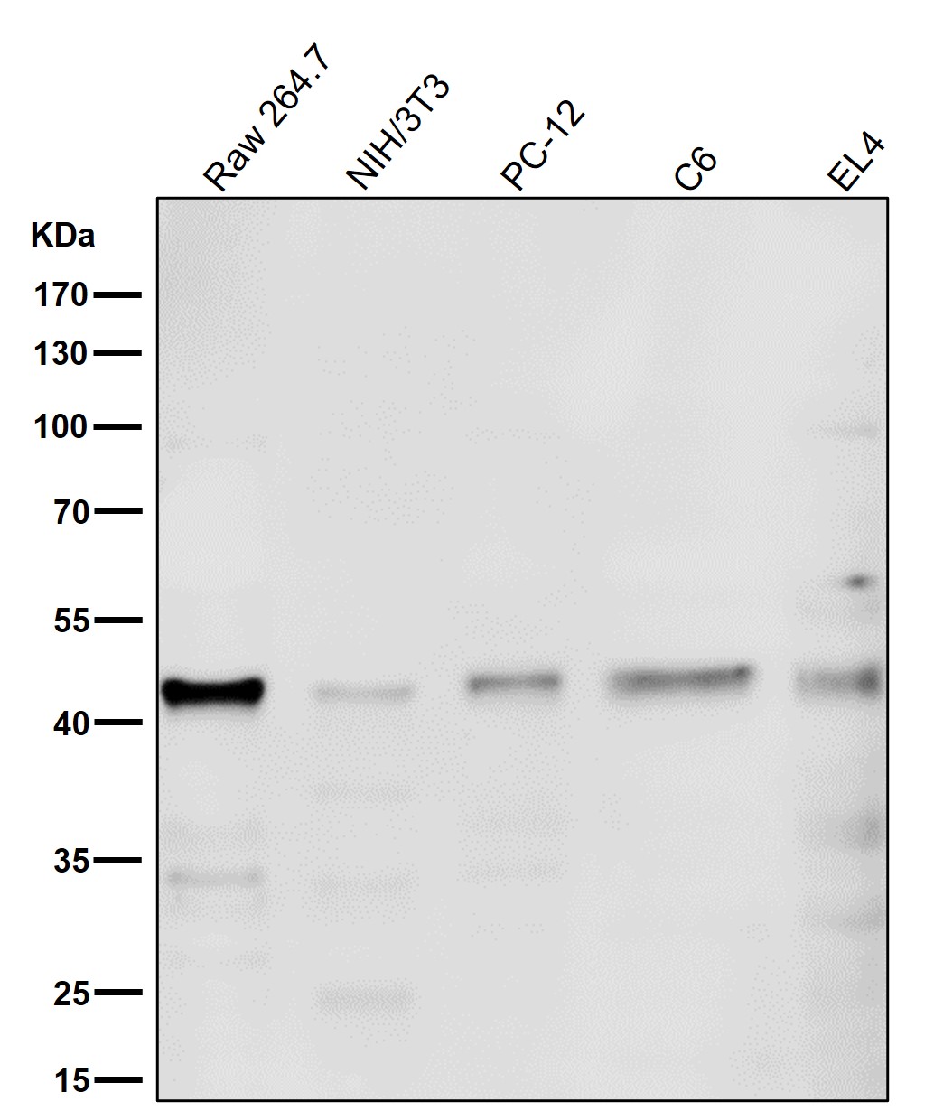 PRMT1 Ab