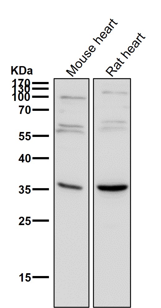 Syndecan 1 Ab