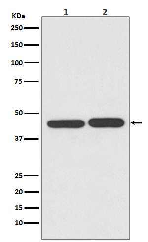 TIA1 Ab