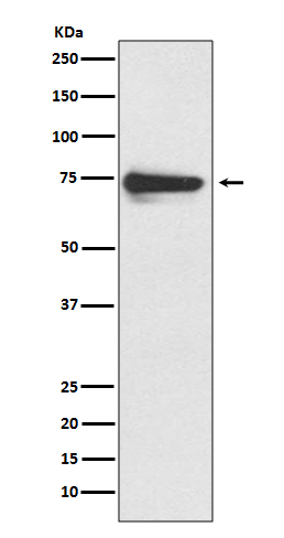 Tyrosinase Ab