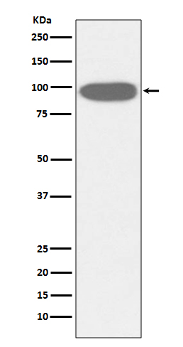 Hsp90 beta 1 Ab