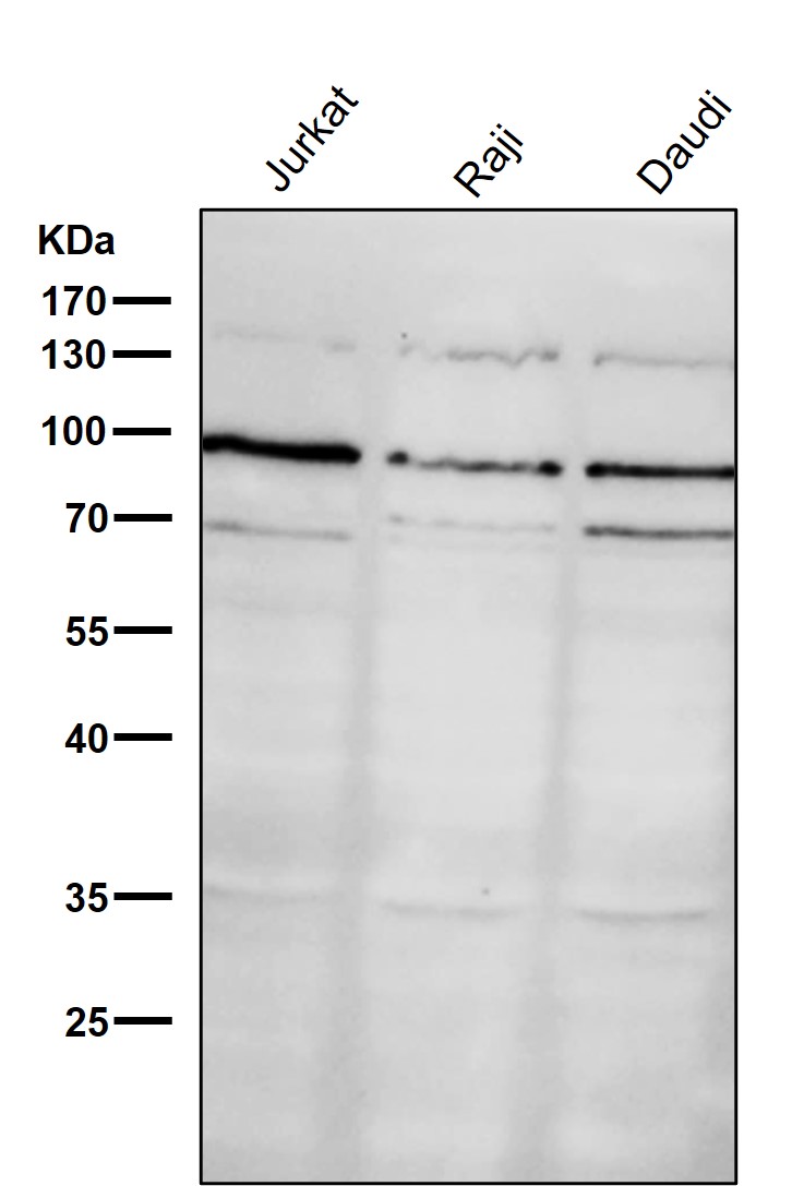 Hsp90 beta 1 Ab