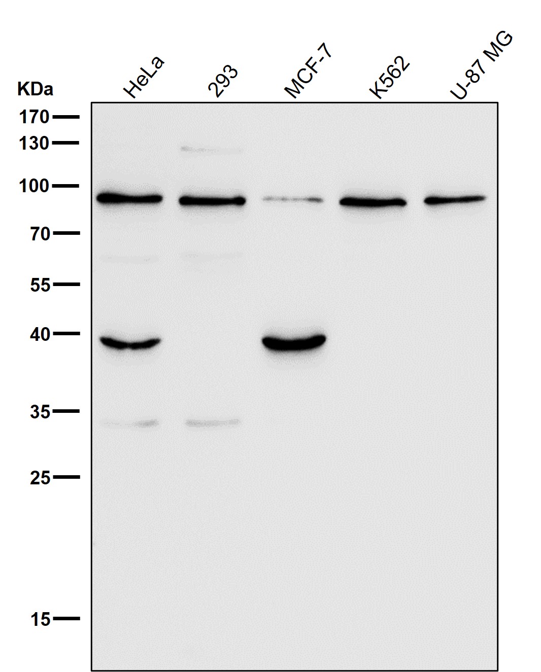 Hsp90 beta 1 Ab