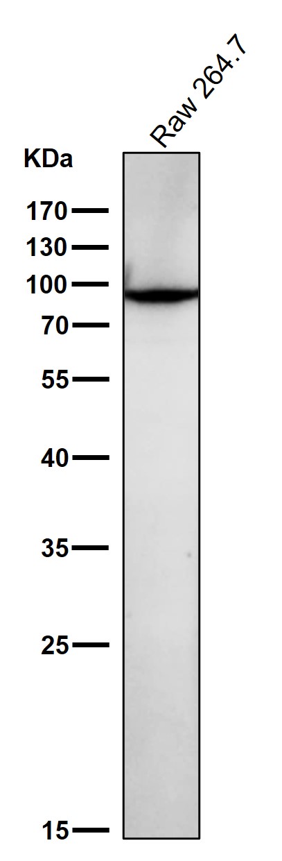 Hsp90 beta 1 Ab