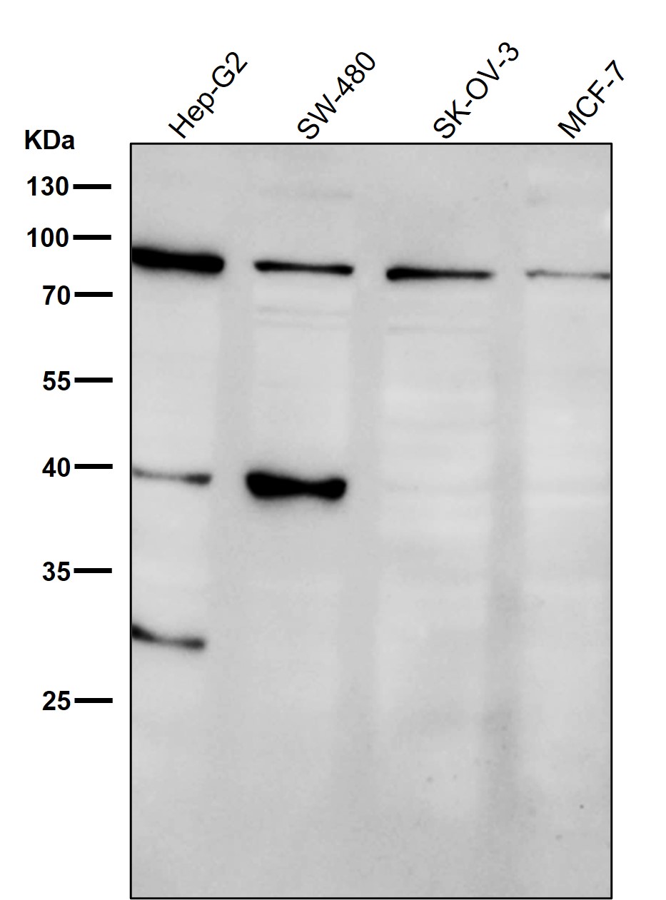 Hsp90 beta 1 Ab