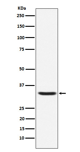 Hepcidin Ab