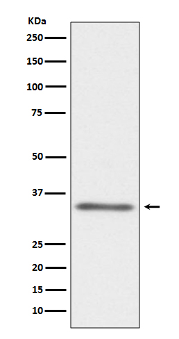 CD40L Ab