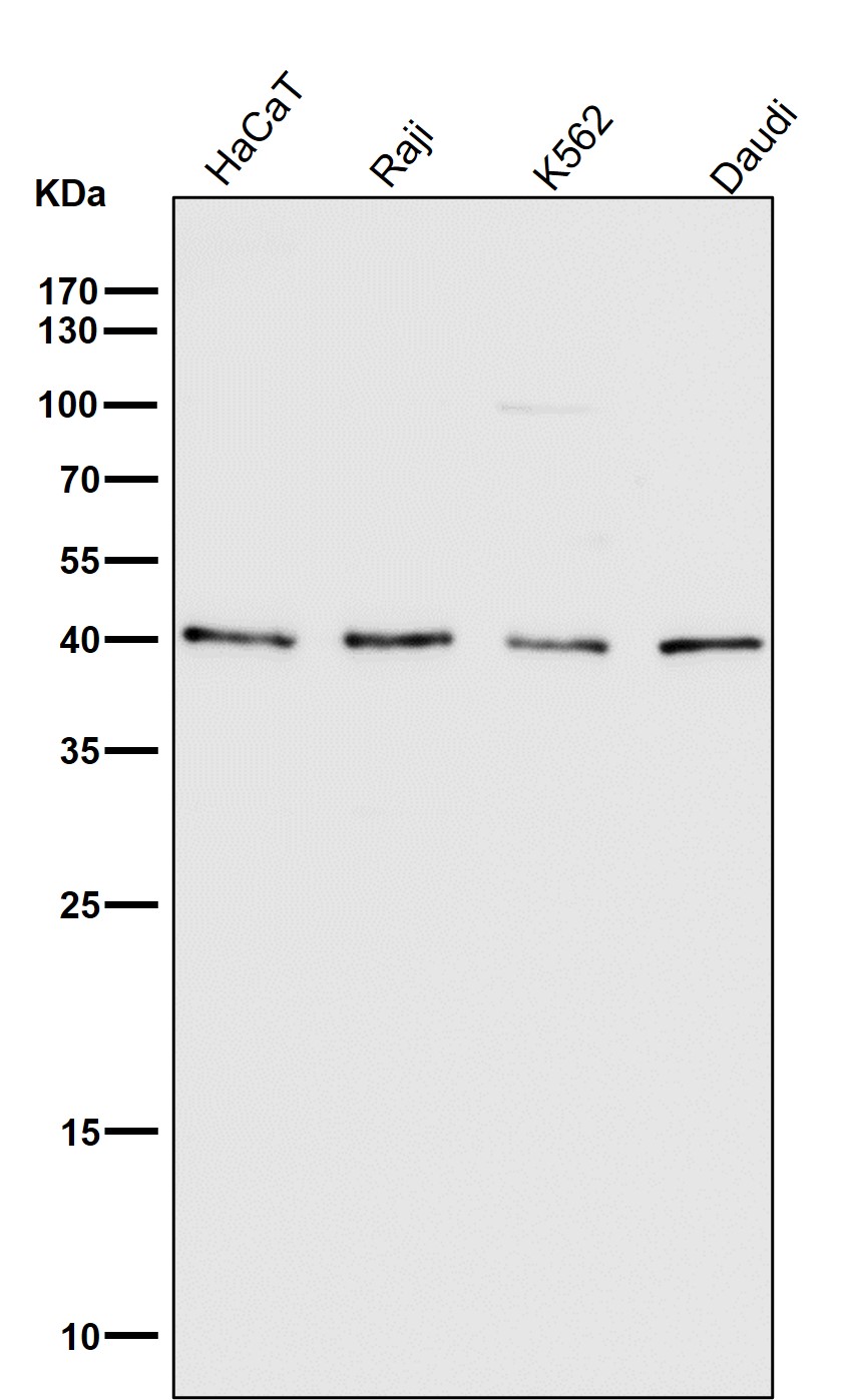 CD40L Ab