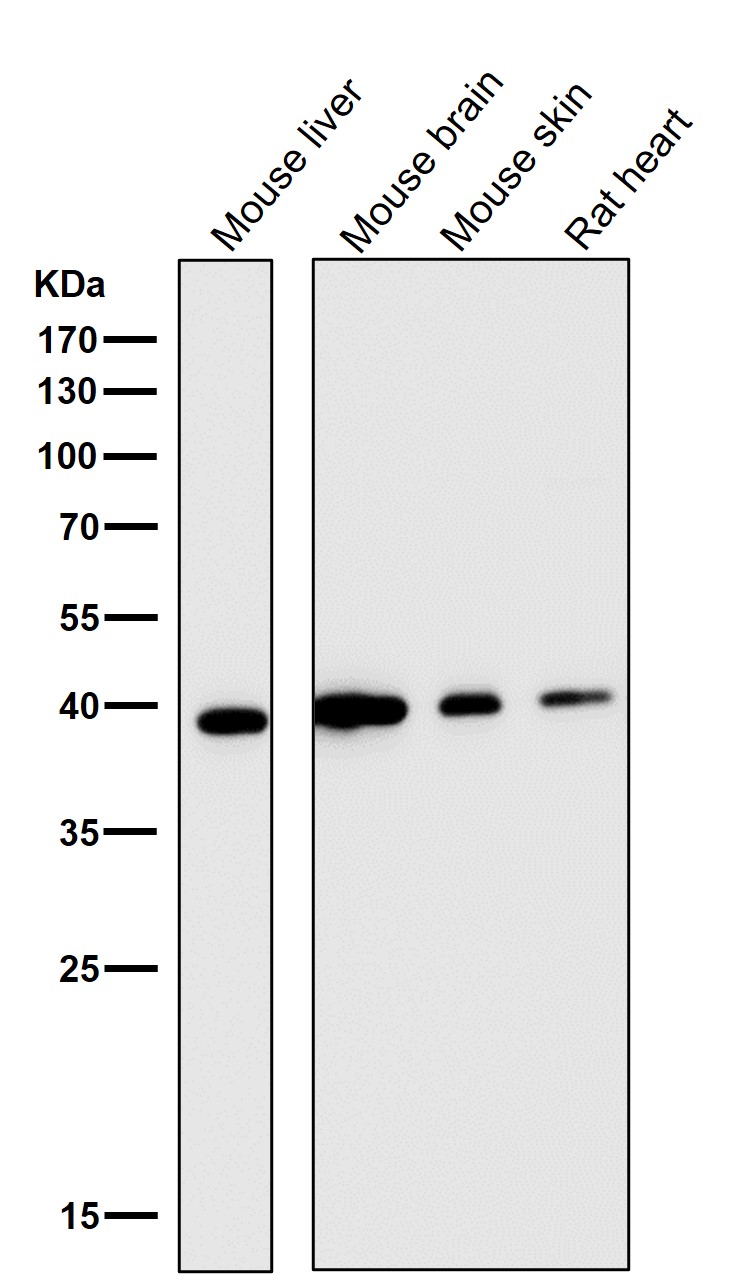 CD40L Ab