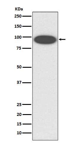 Integrin beta 2 Ab