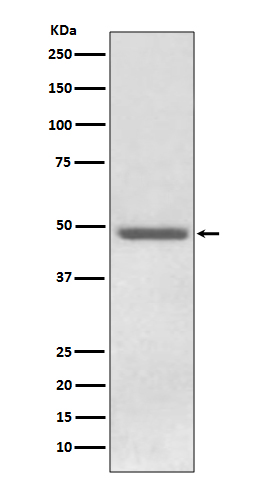 Perilipin 2 Ab