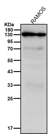 TLR7 Ab