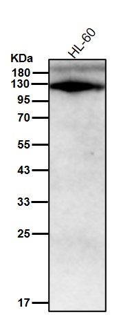 TLR7 Ab