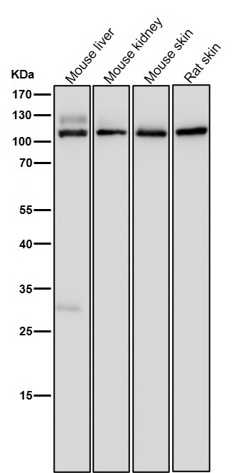 CD26 Ab