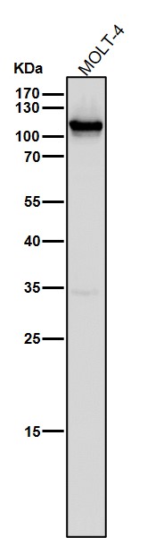 CD26 Ab