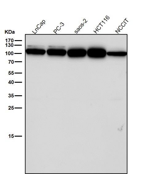 CD26 Ab