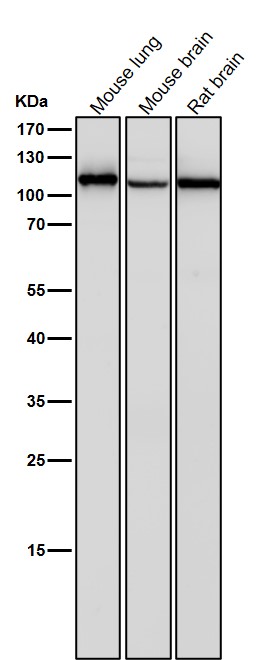 CD26 Ab