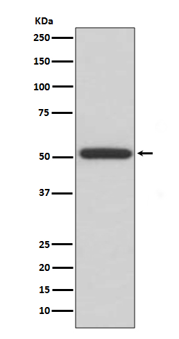 ERp57 Ab