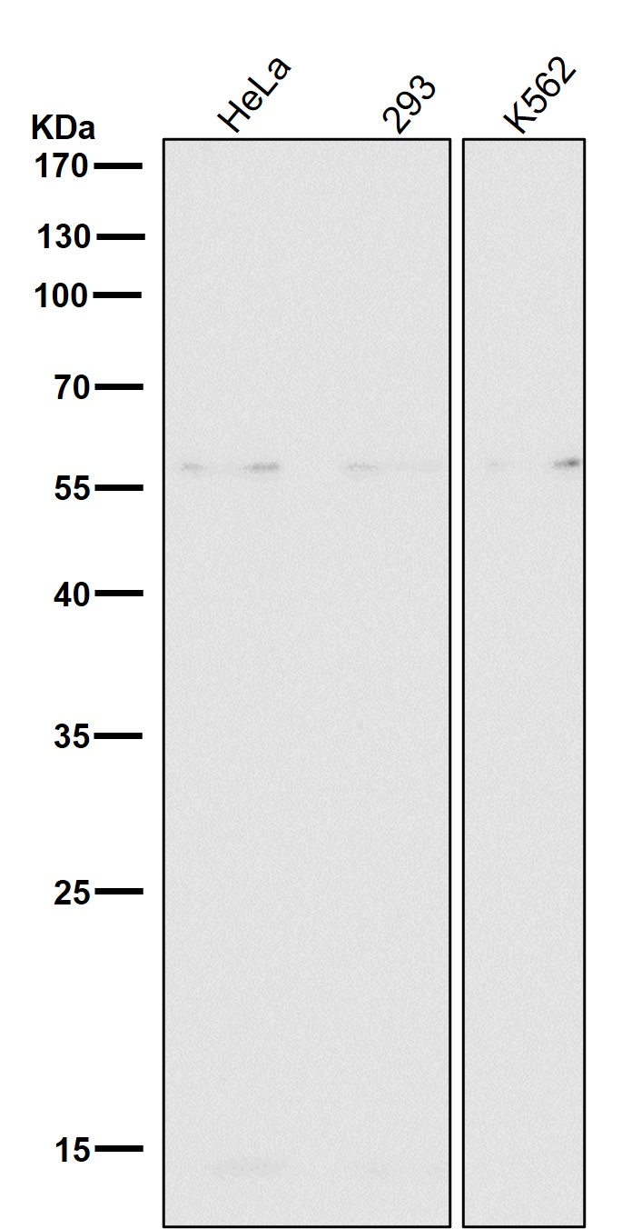 ERp57 Ab