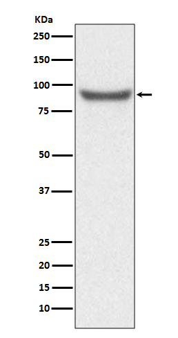 XRCC1 Ab