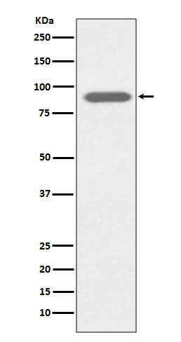 Lactoferrin Ab