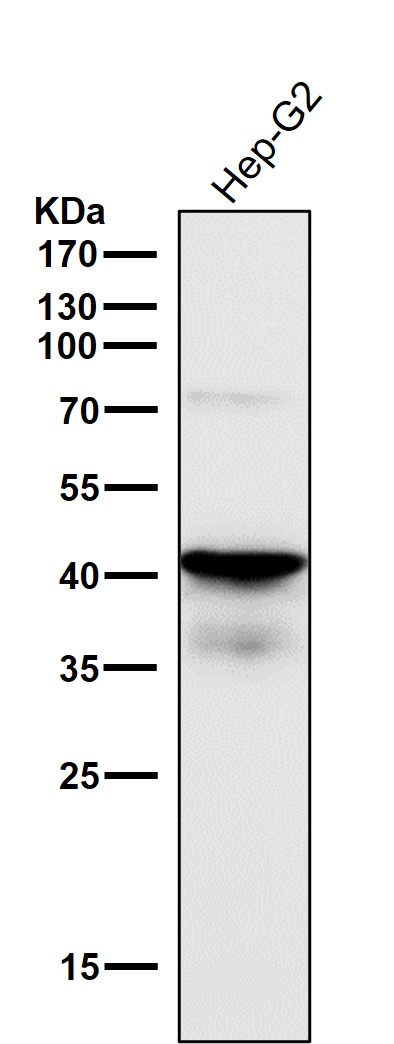 TDP43 Ab