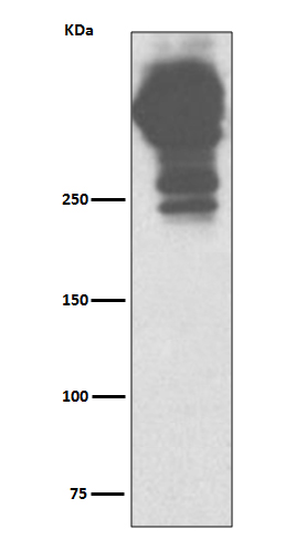 Mucin 5AC Ab