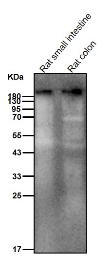 Mucin 5AC Ab