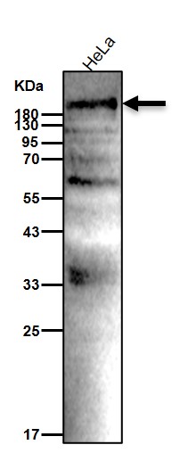 Mucin 5AC Ab