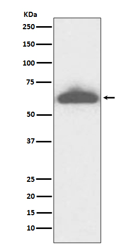 RPE65 Ab