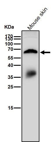 RPE65 Ab